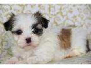 Mal-Shi Puppy for sale in Sapulpa, OK, USA