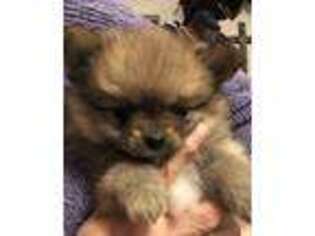 Pomeranian Puppy for sale in Gatesville, TX, USA