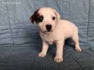 Jack Russell Terrier Puppy for sale in Arlington, MN, USA