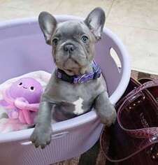 French Bulldog Puppy for sale in Keller, TX, USA