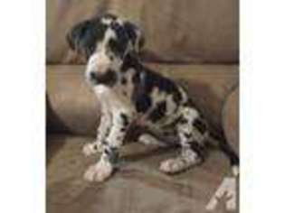 Great Dane Puppy for sale in SUFFOLK, VA, USA