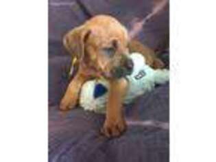 Cane Corso Puppy for sale in Winter Park, FL, USA