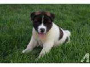 Akita Puppy for sale in NAPPANEE, IN, USA