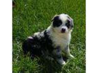 Australian Shepherd Puppy for sale in Rutherfordton, NC, USA