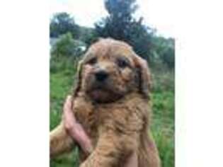 Goldendoodle Puppy for sale in Huntsville, AR, USA