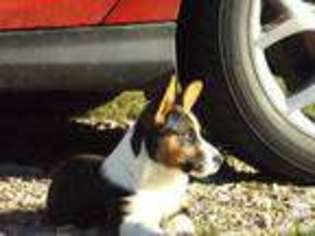 Cardigan Welsh Corgi Puppy for sale in ERIE, IL, USA