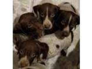 German Shorthaired Pointer Puppy for sale in Richmond, VA, USA
