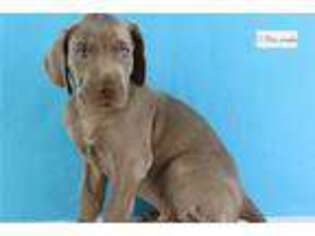 Weimaraner Puppy for sale in Canton, OH, USA