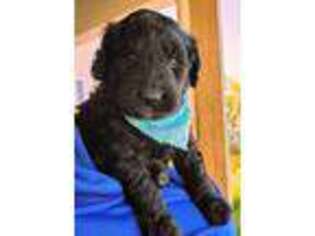 Goldendoodle Puppy for sale in Bayfield, WI, USA
