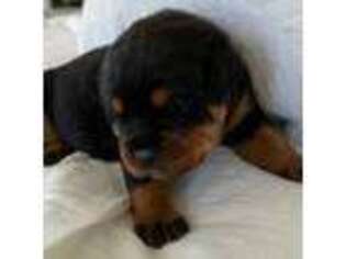 Rottweiler Puppy for sale in Sonoma, CA, USA
