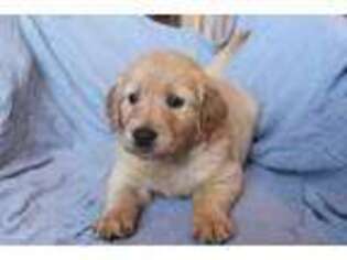 Golden Retriever Puppy for sale in Wimberley, TX, USA