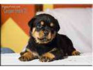 Rottweiler Puppy for sale in Kingdom City, MO, USA
