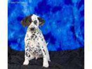 Dalmatian Puppy for sale in Honey Brook, PA, USA