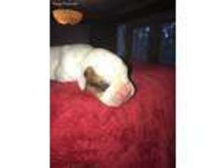 Boxer Puppy for sale in Dyersburg, TN, USA