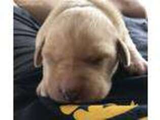 Labrador Retriever Puppy for sale in Urbana, IA, USA