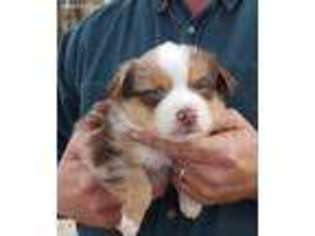 Miniature Australian Shepherd Puppy for sale in Leighton, AL, USA