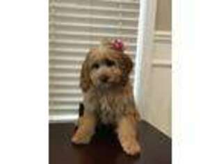 Cavapoo Puppy for sale in Canton, MI, USA