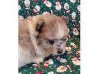 Pomeranian Puppy for sale in Salem, MO, USA