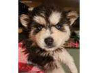 Siberian Husky Puppy for sale in Evans Mills, NY, USA