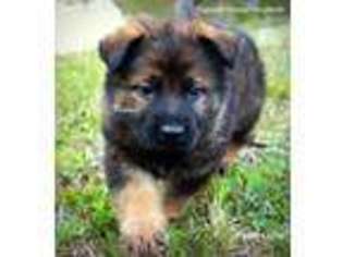 German Shepherd Dog Puppy for sale in North Port, FL, USA