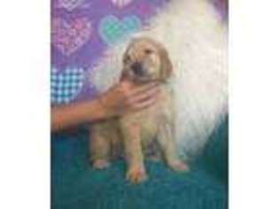 Goldendoodle Puppy for sale in Pocahontas, AR, USA