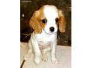 Cavalier King Charles Spaniel Puppy for sale in Denton, TX, USA