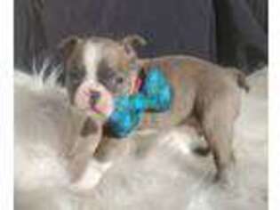 Boston Terrier Puppy for sale in Pauls Valley, OK, USA