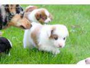 Pembroke Welsh Corgi Puppy for sale in Traverse City, MI, USA