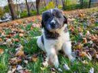 Newfoundland Puppy for sale in Newmanstown, PA, USA