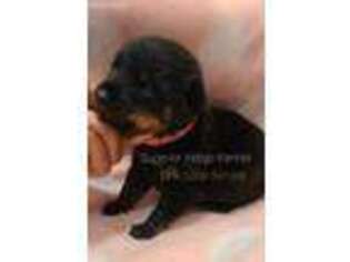 Rottweiler Puppy for sale in Wesley Chapel, FL, USA