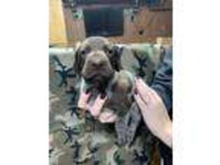 German Shorthaired Pointer Puppy for sale in Rolling Meadows, IL, USA