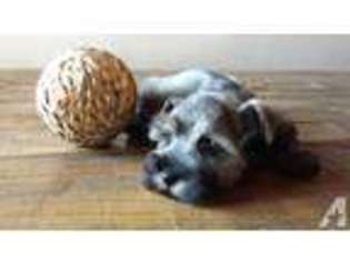 Mutt Puppy for sale in LYNWOOD, CA, USA