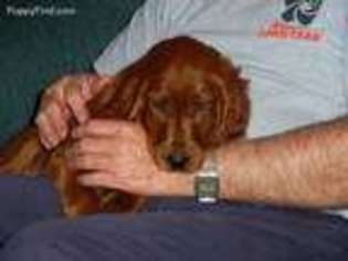 Irish Setter Puppy for sale in Guntersville, AL, USA