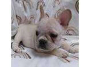 French Bulldog Puppy for sale in Mineral, VA, USA