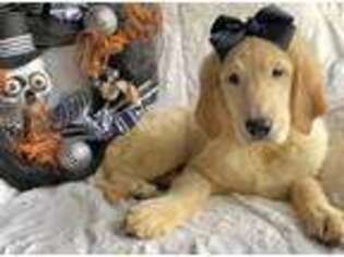 Golden Retriever Puppy for sale in Kerrville, TX, USA