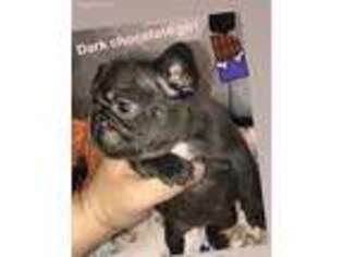 French Bulldog Puppy for sale in Plattsburgh, NY, USA