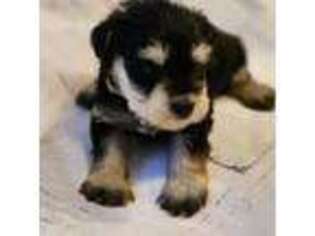 Mutt Puppy for sale in Jasper, GA, USA