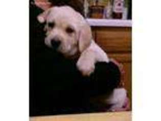 Labrador Retriever Puppy for sale in Chillicothe, OH, USA