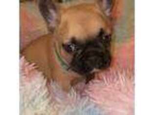 French Bulldog Puppy for sale in Crossville, TN, USA