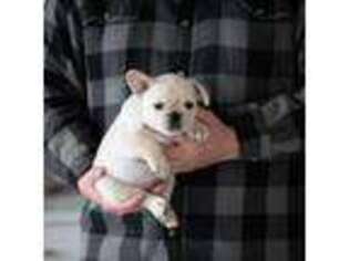 French Bulldog Puppy for sale in Eagle Mountain, UT, USA