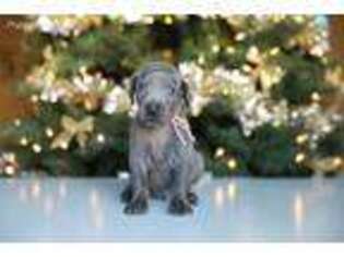Weimaraner Puppy for sale in Riverside, CA, USA