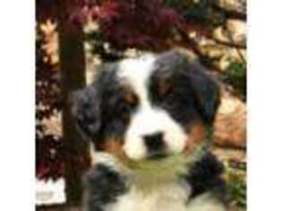 Mutt Puppy for sale in Gap, PA, USA