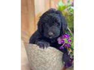 Mutt Puppy for sale in Enterprise, MS, USA