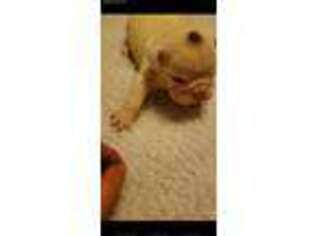 Bulldog Puppy for sale in London Mills, IL, USA