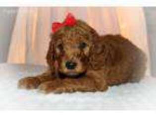 Goldendoodle Puppy for sale in Keyser, WV, USA