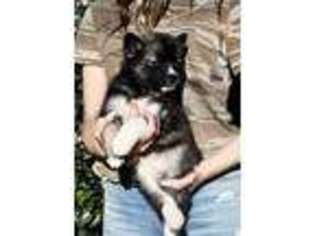 Siberian Husky Puppy for sale in Yucaipa, CA, USA