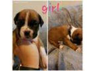 Boxer Puppy for sale in Paducah, KY, USA