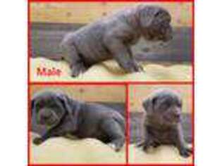 Cane Corso Puppy for sale in Olney Springs, CO, USA