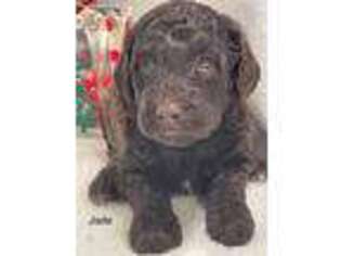 Labradoodle Puppy for sale in Cassville, MO, USA