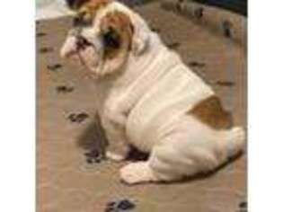 Bulldog Puppy for sale in Virginia Beach, VA, USA
